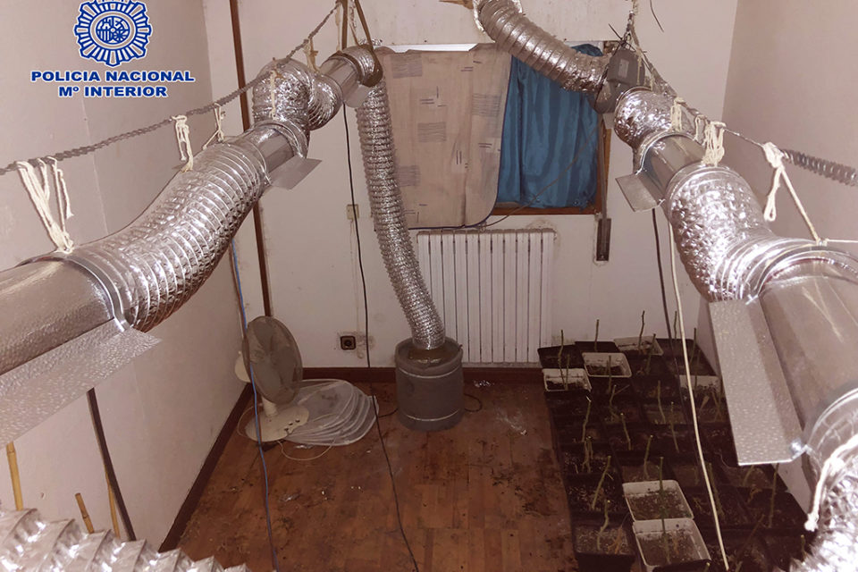 Plantación de marihuana en una de las habitaciones de la vivienda registrada. / Policía Nacional