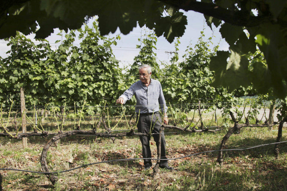 El catedrático de Viticultura Fernando Martínez de Toda, en viñas de experimentación de la UR donde se prueban distintas técnicas ante el cambio climático. / Clara Larrea