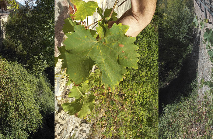 Hallan una vid de la variedad de Legiruela en el Monasterio de Valvanera