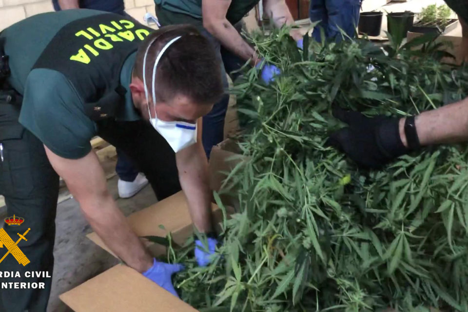 Los agentes han desmantelado cerca de 3.000 plantas de marihuana en la nave de Haro. / Guardia Civil
