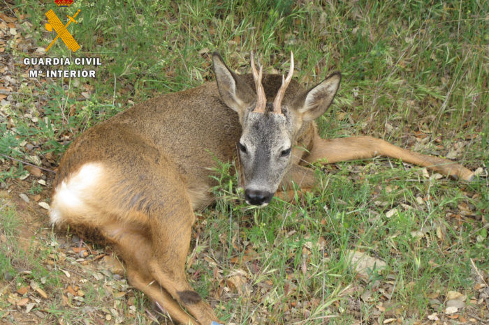 El Seprona auxilia a una cría de corzo herida de bala en Villarroya