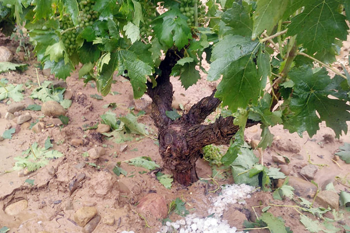 El sector espera la evolución de los cultivos para evaluar los daños por las tormentas