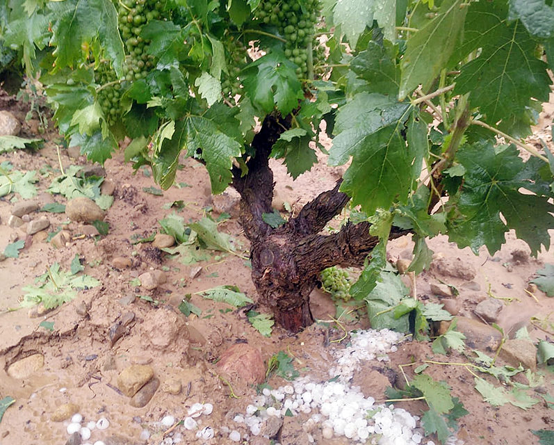 Granizo en una viña del Valle de Ocón cerca del municipio de Ausejo. / NR