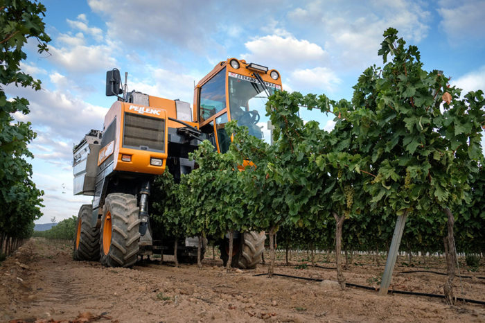 Aldeanueva inicia la vendimia con recogida nocturna de uva blanca
