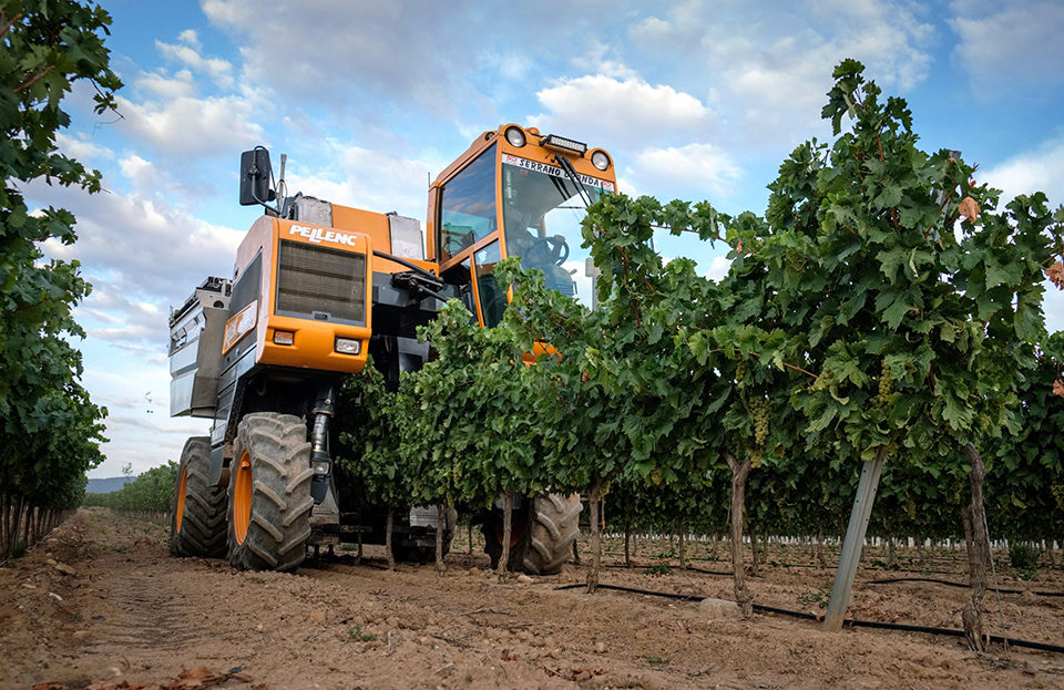 Aldeanueva inicia la vendimia de uva de la variedad tempranillo blanco. / Efe