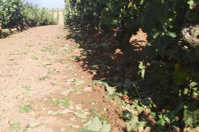 El campo riojano hace balance  de los daños             por las tormentas