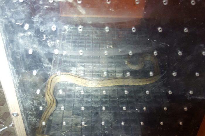 Atrapan una culebra en Logroño tras morder a una persona