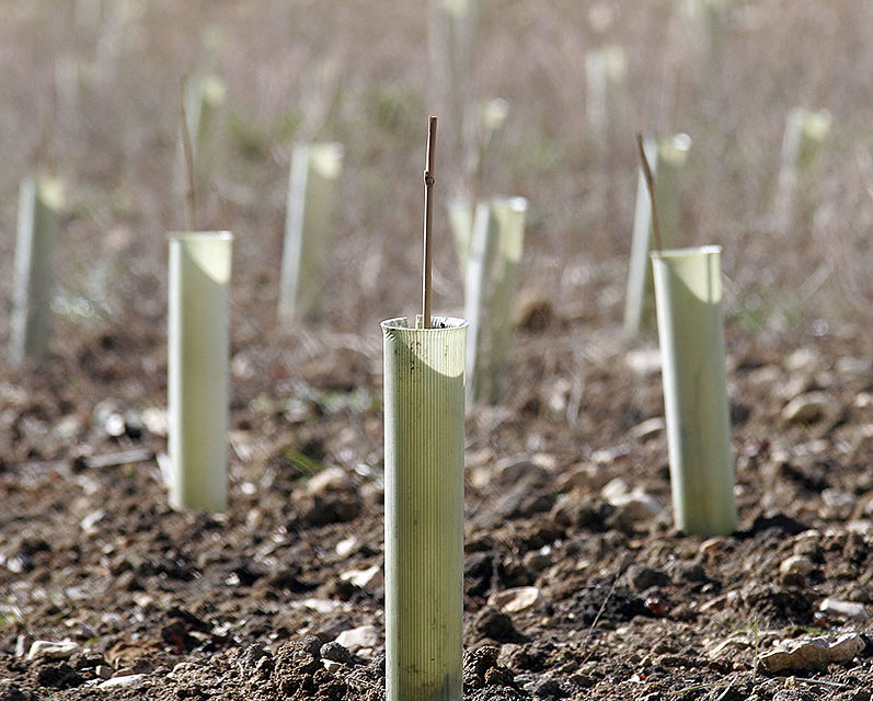 Plantas de vid recién plantadas en una viña de la DOC Rioja. / Tomás Alonso