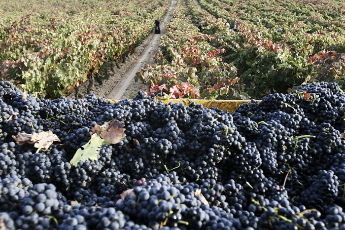 Rioja espera una añada "memorable"