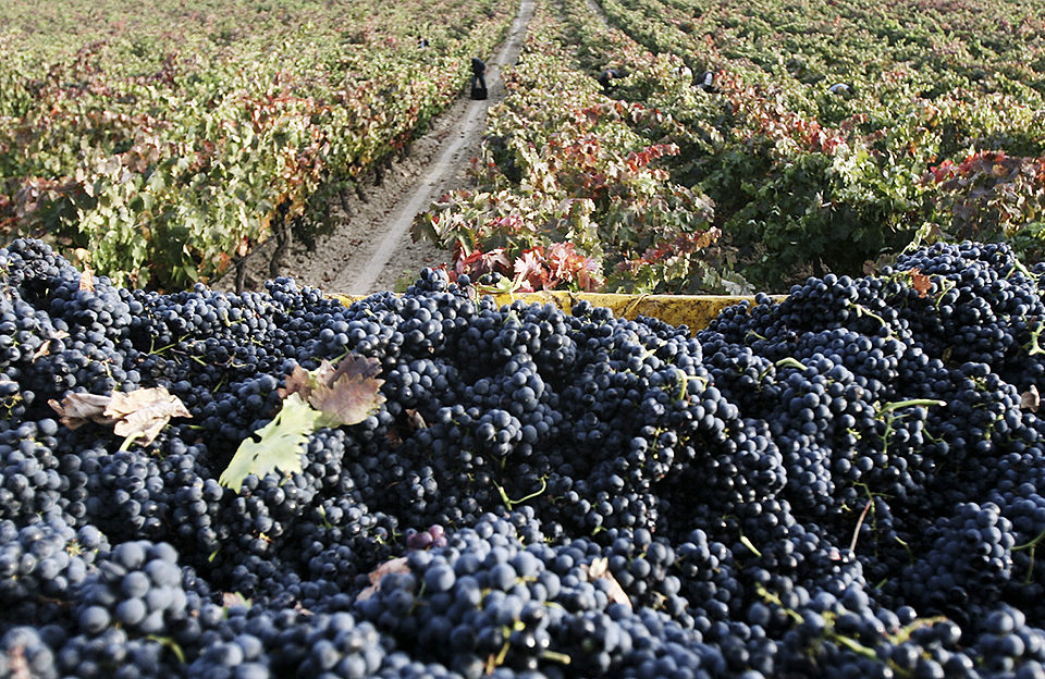 Recogida de uva en un remolque, en una viña de la Denominación de Origen Rioja. / Clara Larrea