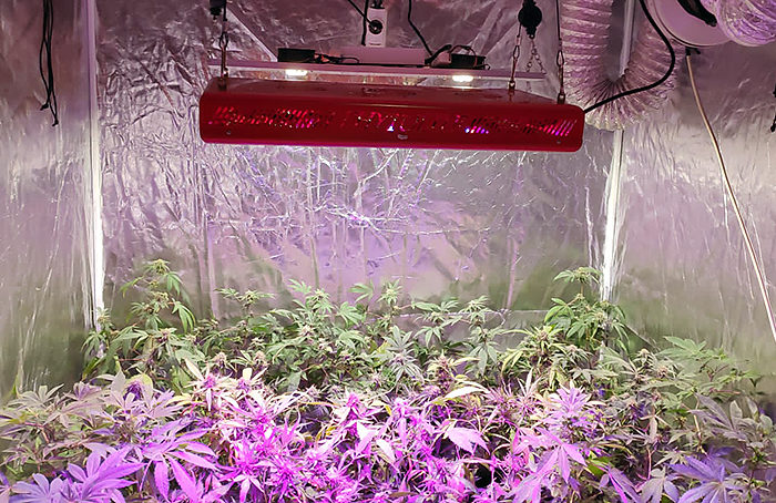 La Policía Local encuentra 54 plantas de marihuana en una vivienda de Logroño