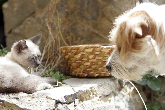 El Gobierno riojano ha abierto 510 expedientes por la Ley de Protección Animal