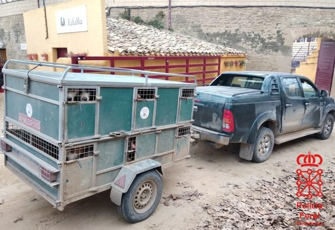Denunciado un cazador riojano por conducir drogado, sin ITV y llevar 13 perros sin regularizar