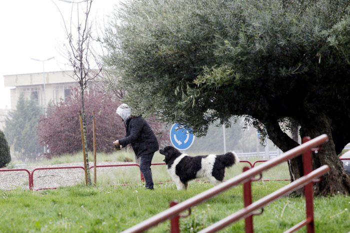 Los paseos de los perros, solo para cubrir sus necesidades fisiológicas