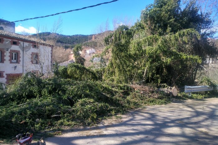 Abierta al tráfico la LR-331 tras la caída de un árbol en San Millán de la Cogolla