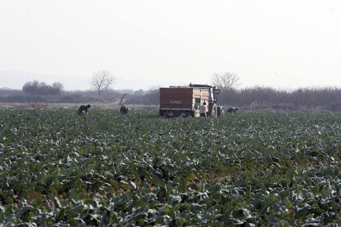 Cs advierte que la mayor parte de las explotaciones agrarias pueden perder la cosecha
