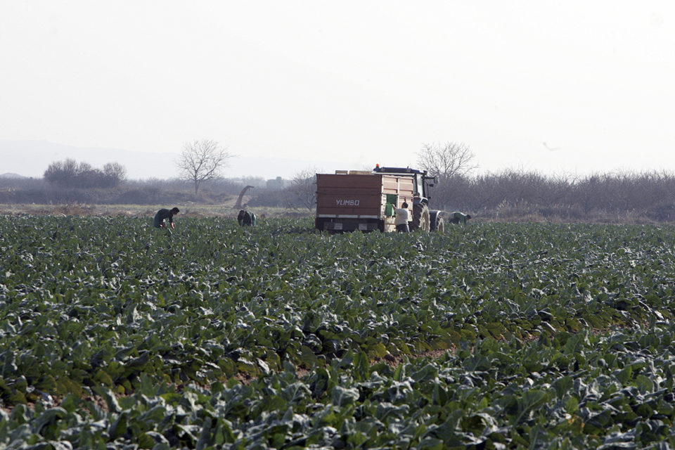 Ciudadanos alerta de que el sector agrario riojano está en peligro. /Óscar Solorzano