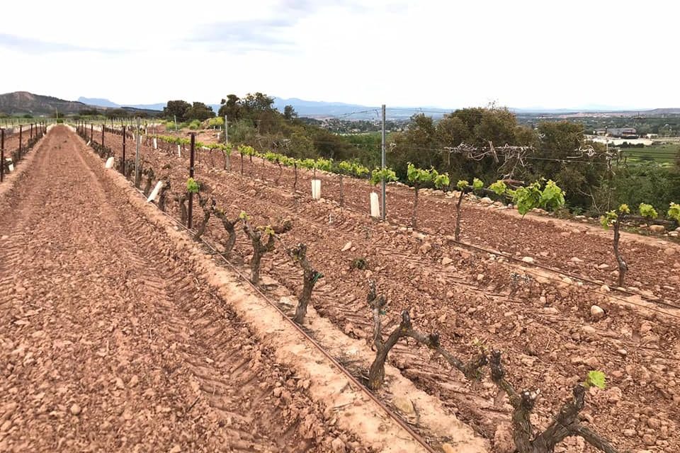 Los daños en los cultivos afectan a más del 50 por ciento de los municipios riojanos. / NR